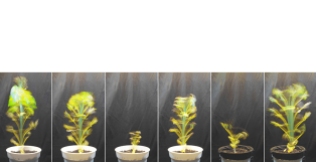 001_bio-hybrid-controlled-plant-growth